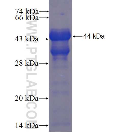 C14orf106 fusion protein Ag23483 SDS-PAGE