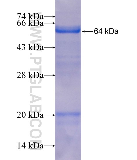 C14orf115 fusion protein Ag20678 SDS-PAGE