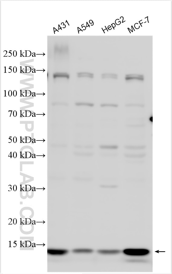 Western Blot (WB) analysis of various lysates using C14orf119 Polyclonal antibody (26141-1-AP)