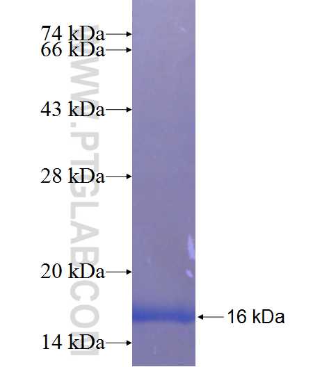 C14orf119 fusion protein Ag23415 SDS-PAGE