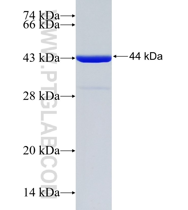 C14orf126 fusion protein Ag21053 SDS-PAGE
