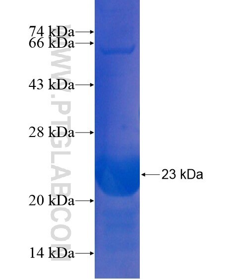C14orf126 fusion protein Ag21063 SDS-PAGE