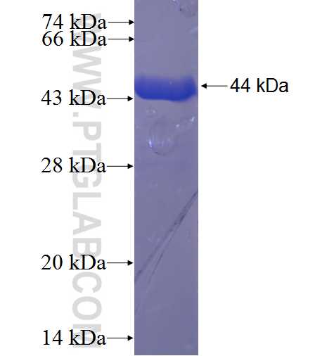 C14orf129 fusion protein Ag23358 SDS-PAGE