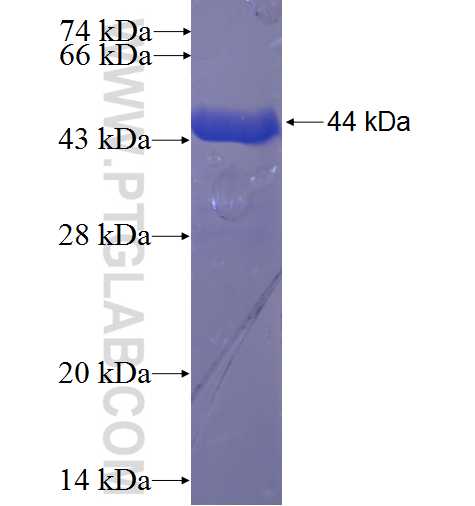 C14orf129 fusion protein Ag23358 SDS-PAGE