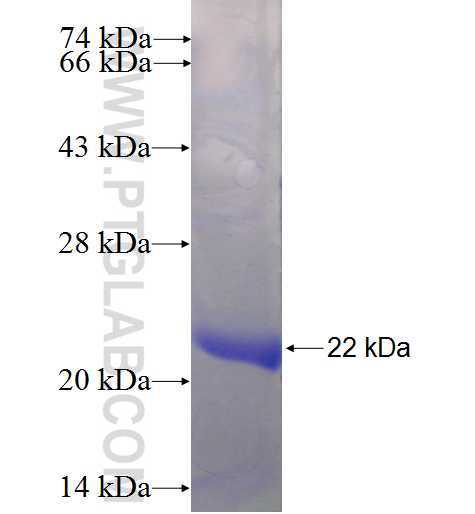C14orf129 fusion protein Ag23400 SDS-PAGE