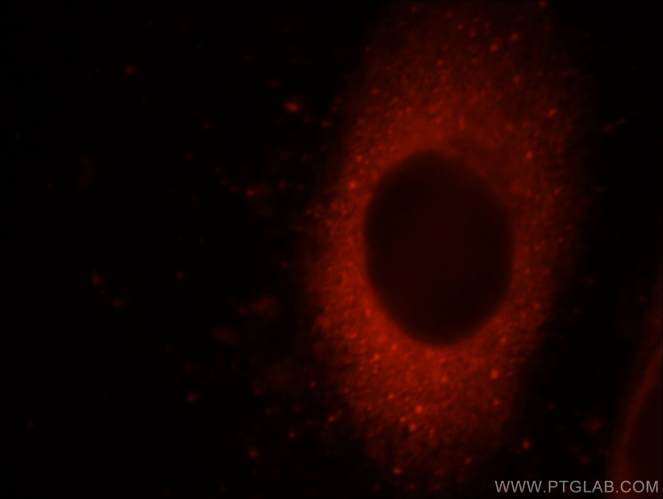 Immunofluorescence (IF) / fluorescent staining of HepG2 cells using VIPAS39 Polyclonal antibody (20771-1-AP)