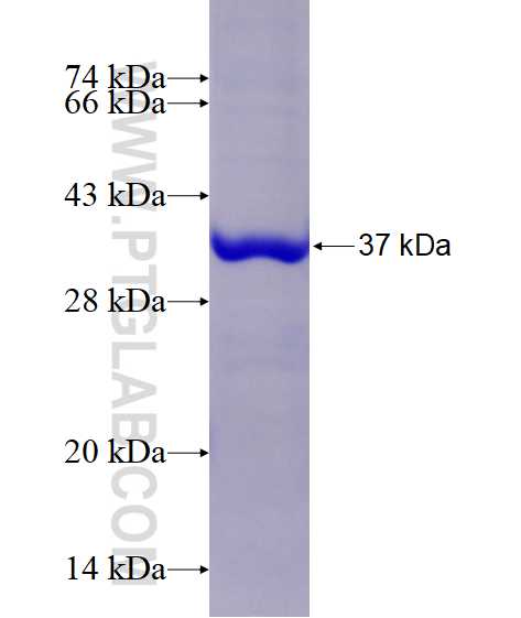 C14orf133 fusion protein Ag14954 SDS-PAGE