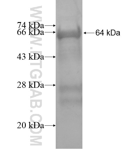 C14orf135 fusion protein Ag15480 SDS-PAGE
