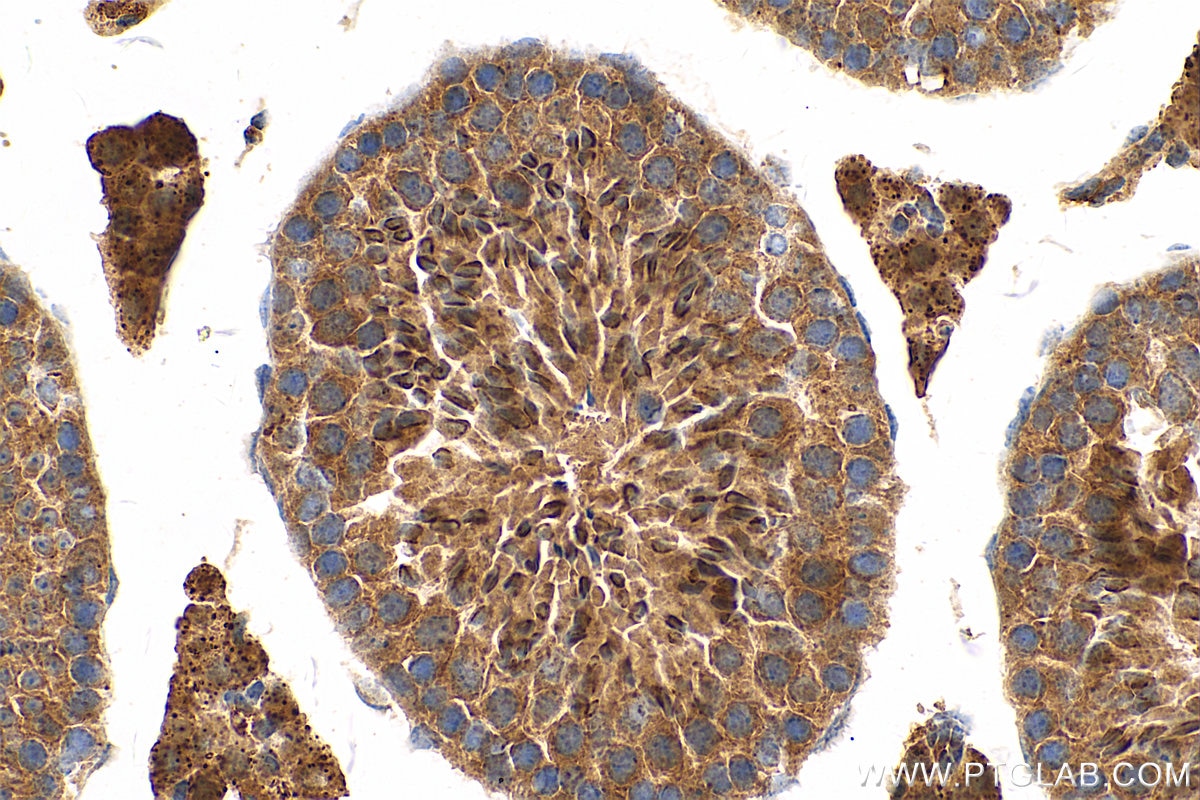 Immunohistochemistry (IHC) staining of mouse testis tissue using C14orf138 Polyclonal antibody (24722-1-AP)