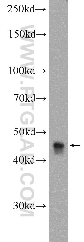 Western Blot (WB) analysis of HepG2 cells using C14orf138 Polyclonal antibody (24722-1-AP)