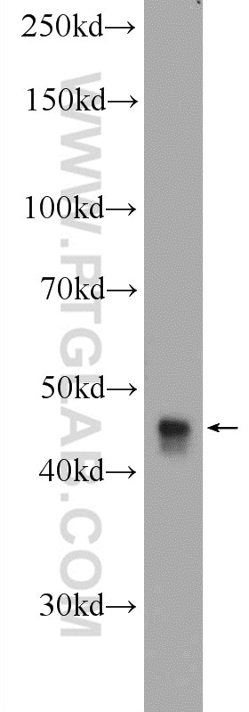 WB analysis of HepG2 using 24722-1-AP