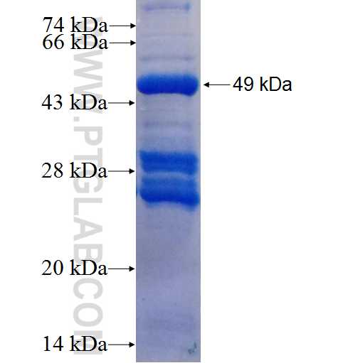 C14orf153 fusion protein Ag23870 SDS-PAGE