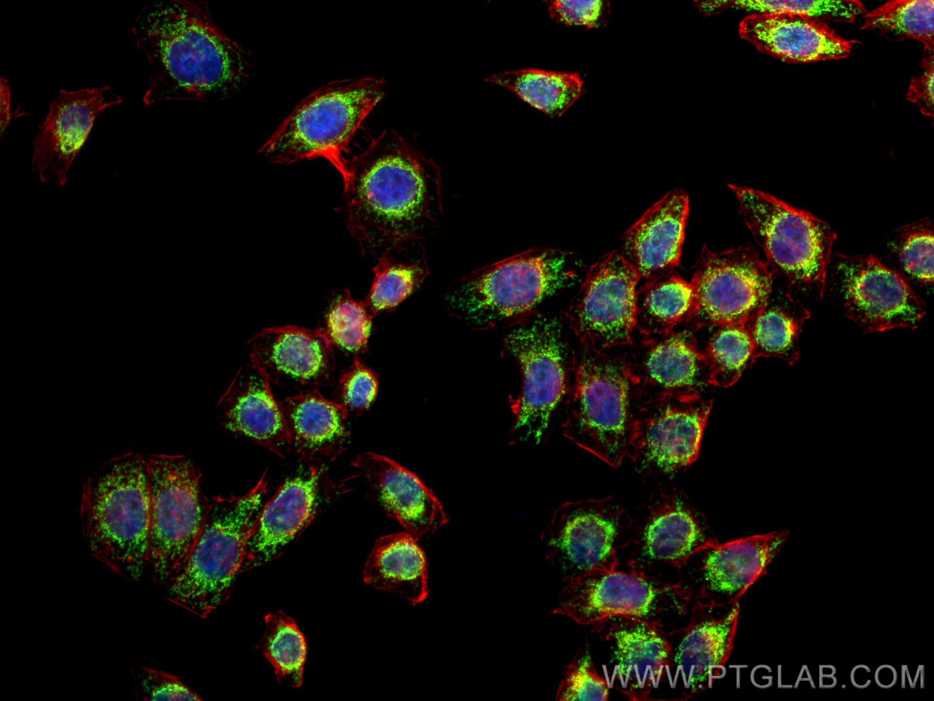 Immunofluorescence (IF) / fluorescent staining of PC-3 cells using SLIRP Polyclonal antibody (26006-1-AP)