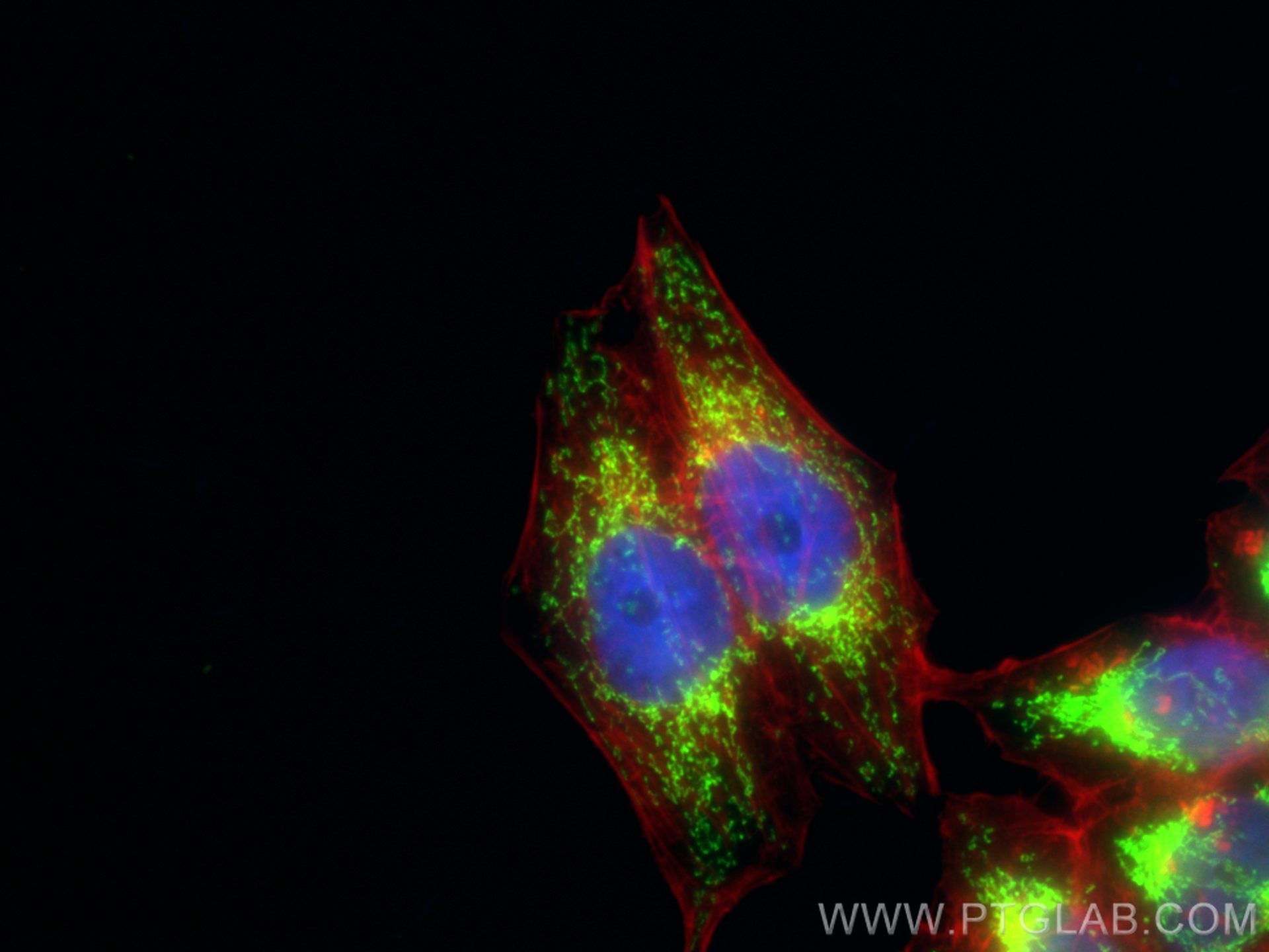 Immunofluorescence (IF) / fluorescent staining of PC-3 cells using SLIRP Polyclonal antibody (26006-1-AP)