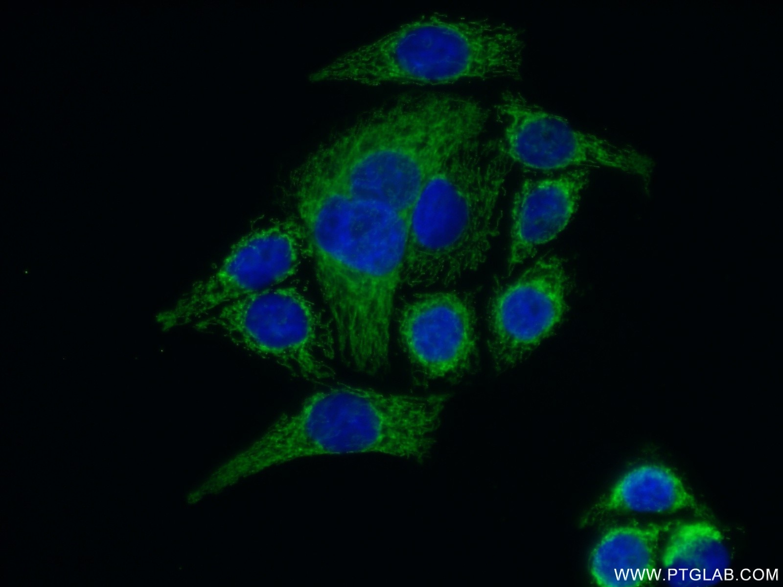 Immunofluorescence (IF) / fluorescent staining of PC-3 cells using SLIRP Polyclonal antibody (26006-1-AP)