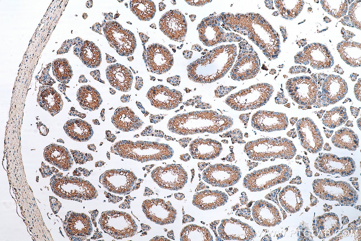Immunohistochemistry (IHC) staining of mouse testis tissue using SLIRP Polyclonal antibody (26006-1-AP)