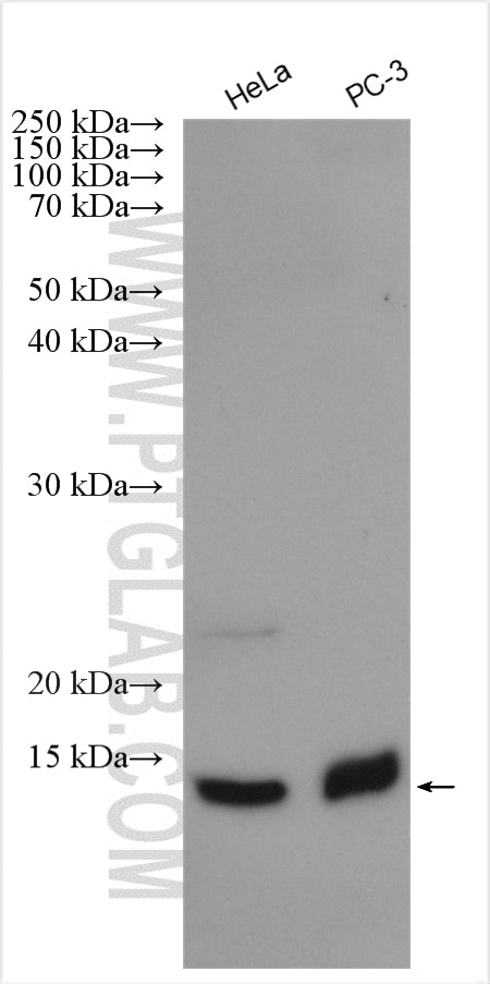 Western Blot (WB) analysis of various lysates using SLIRP Polyclonal antibody (26006-1-AP)