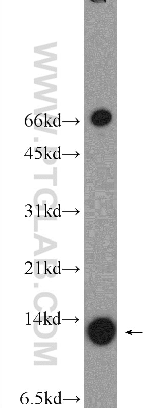 Western Blot (WB) analysis of HeLa cells using SLIRP Polyclonal antibody (26006-1-AP)