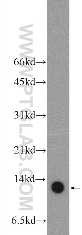 Western Blot (WB) analysis of PC-3 cells using SLIRP Polyclonal antibody (26006-1-AP)