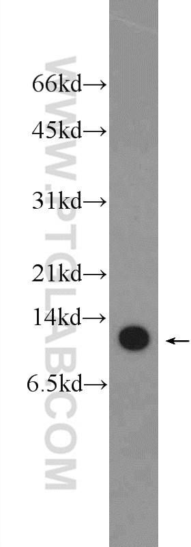 Western Blot (WB) analysis of MDA-MB-453s cells using SLIRP Polyclonal antibody (26006-1-AP)