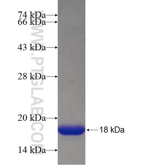 C14orf159 fusion protein Ag20681 SDS-PAGE