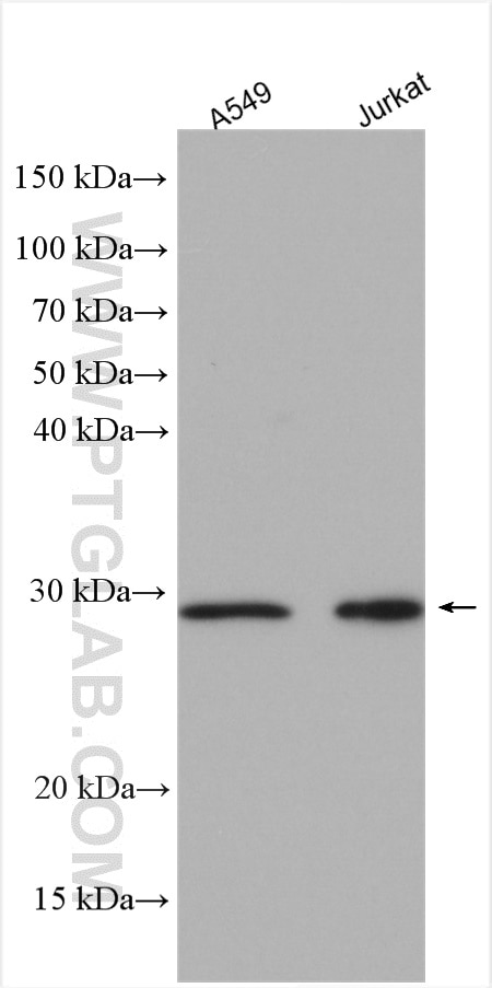 Western Blot (WB) analysis of various lysates using C14orf166 Polyclonal antibody (19848-1-AP)
