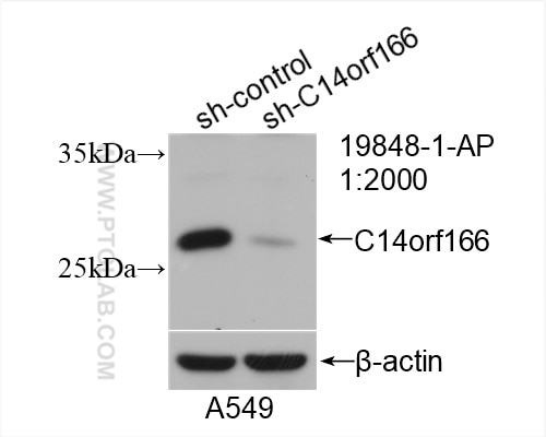 Western Blot (WB) analysis of A549 cells using C14orf166 Polyclonal antibody (19848-1-AP)