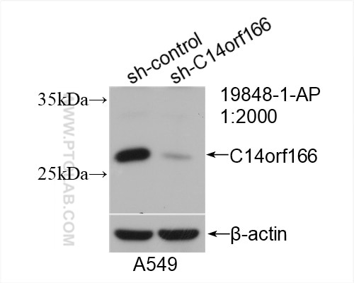 WB analysis of A549 using 19848-1-AP