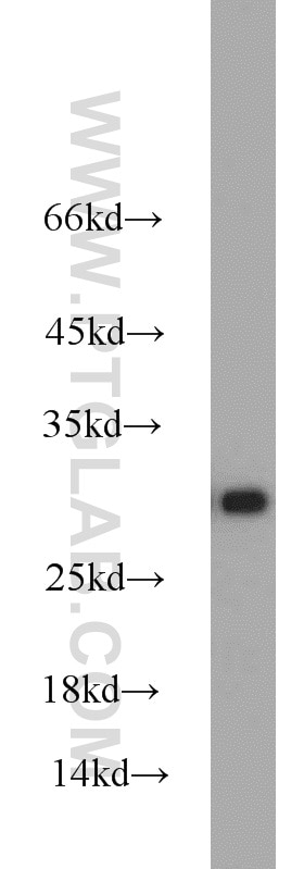 Western Blot (WB) analysis of mouse lung tissue using C14orf166 Polyclonal antibody (19848-1-AP)