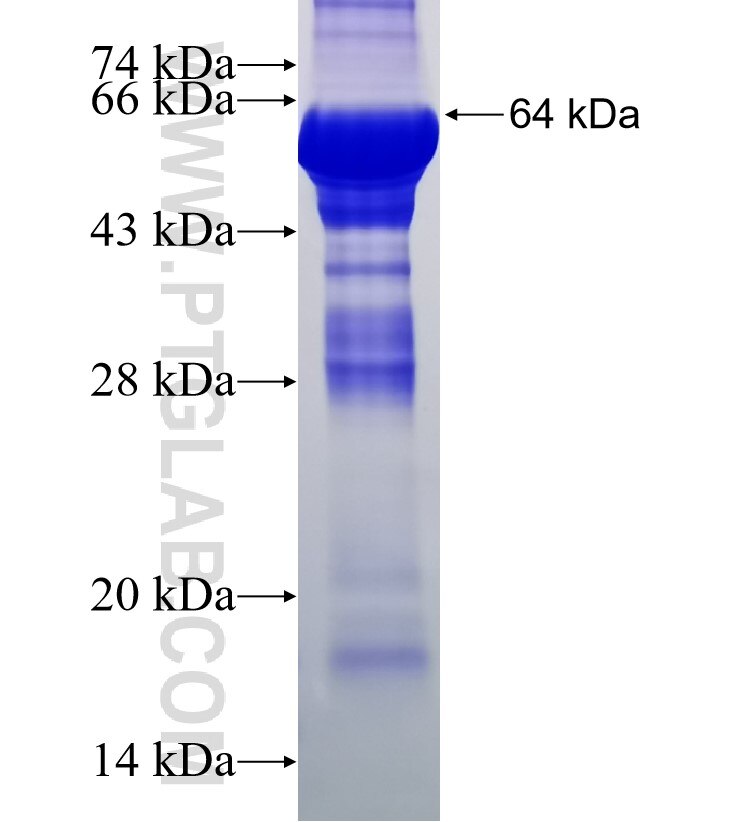 C14orf169 fusion protein Ag18721 SDS-PAGE