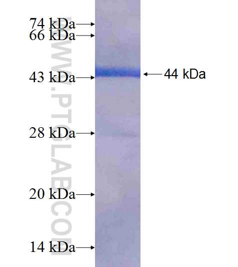 C14orf169 fusion protein Ag19281 SDS-PAGE