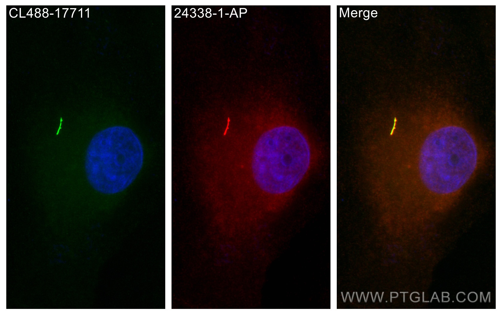 Immunofluorescence (IF) / fluorescent staining of MDCK cells using IFT43 Polyclonal antibody (24338-1-AP)