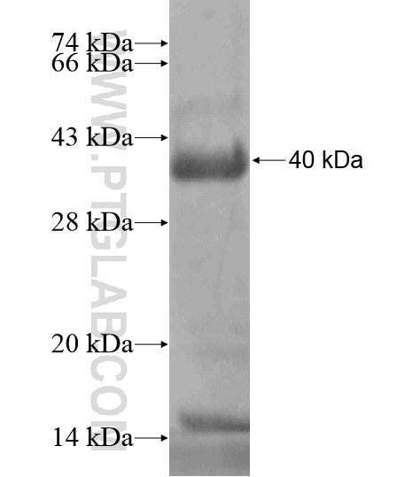 C14orf179 fusion protein Ag19434 SDS-PAGE