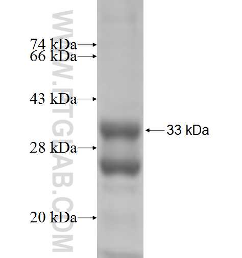 C14orf2 fusion protein Ag6386 SDS-PAGE