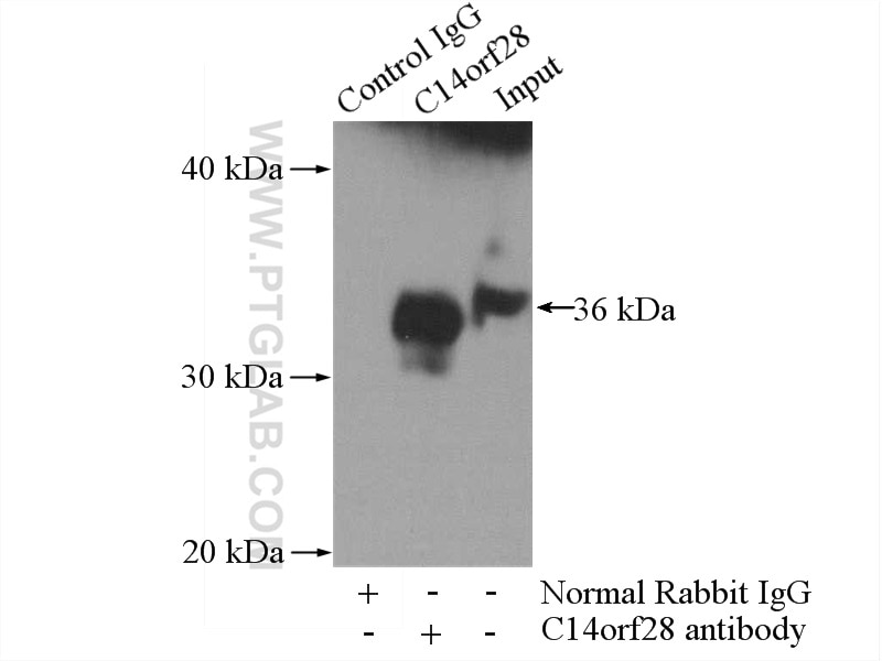 Immunoprecipitation (IP) experiment of HeLa cells using C14orf28 Polyclonal antibody (26130-1-AP)