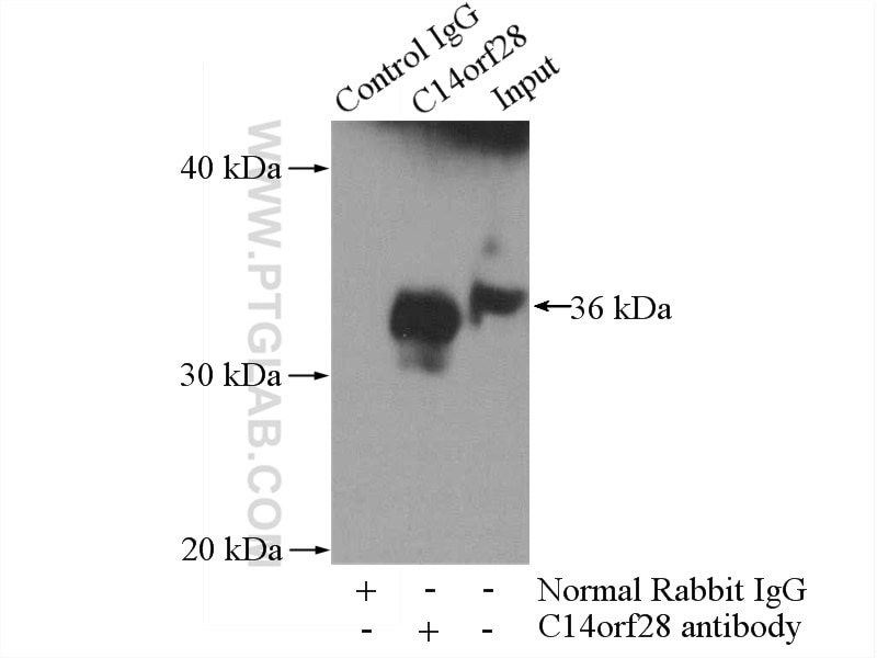 IP experiment of HeLa using 26130-1-AP