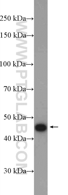 C14orf28