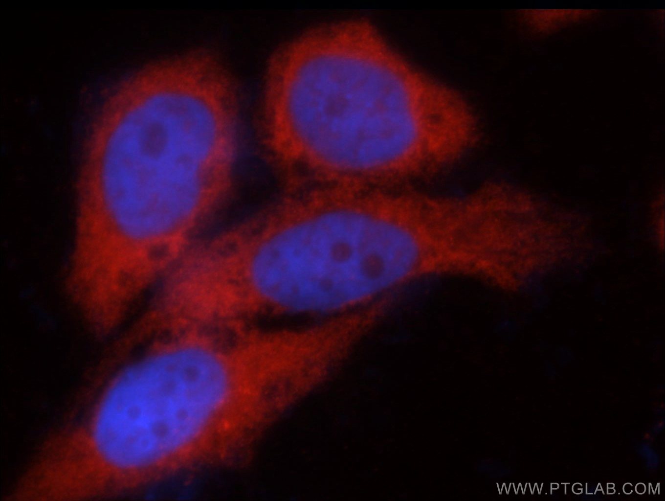 Immunofluorescence (IF) / fluorescent staining of MCF-7 cells using C14orf39 Polyclonal antibody (22664-1-AP)