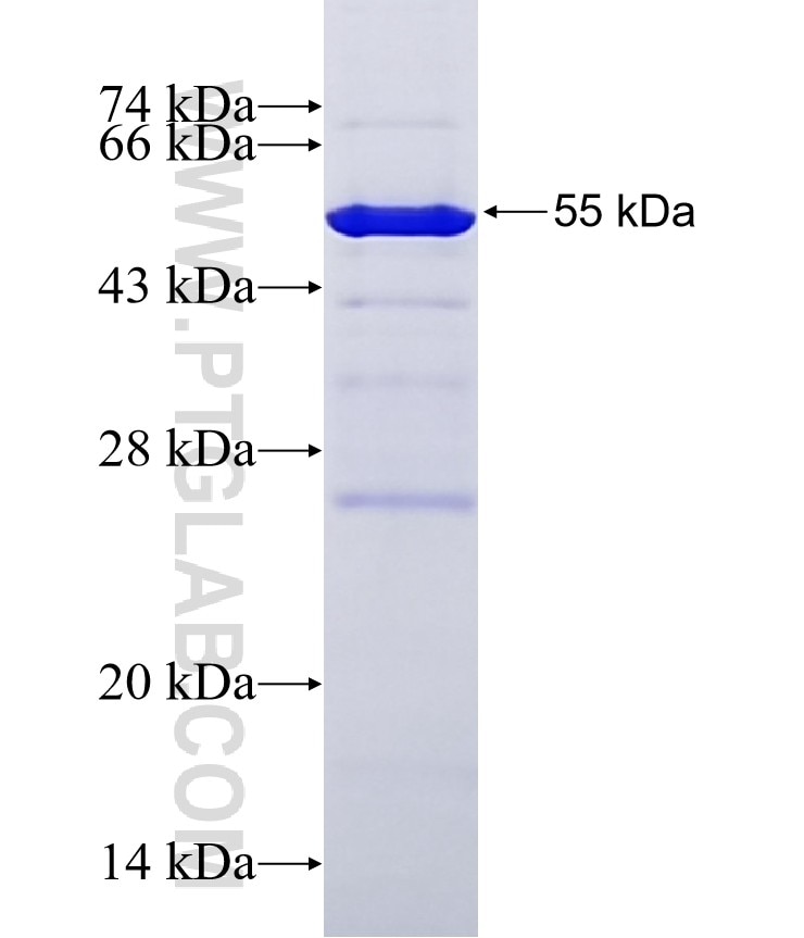C14orf39 fusion protein Ag33548 SDS-PAGE