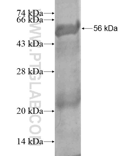 C14orf45 fusion protein Ag19302 SDS-PAGE