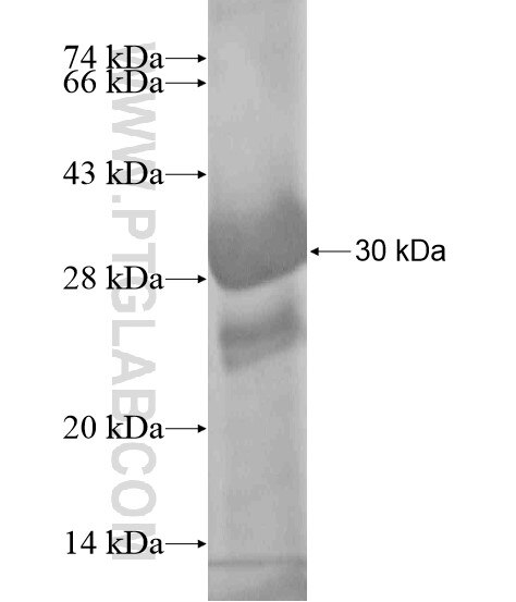 C14orf45 fusion protein Ag19433 SDS-PAGE C14orf45 fusion protein Ag19433 SDS-PAGE