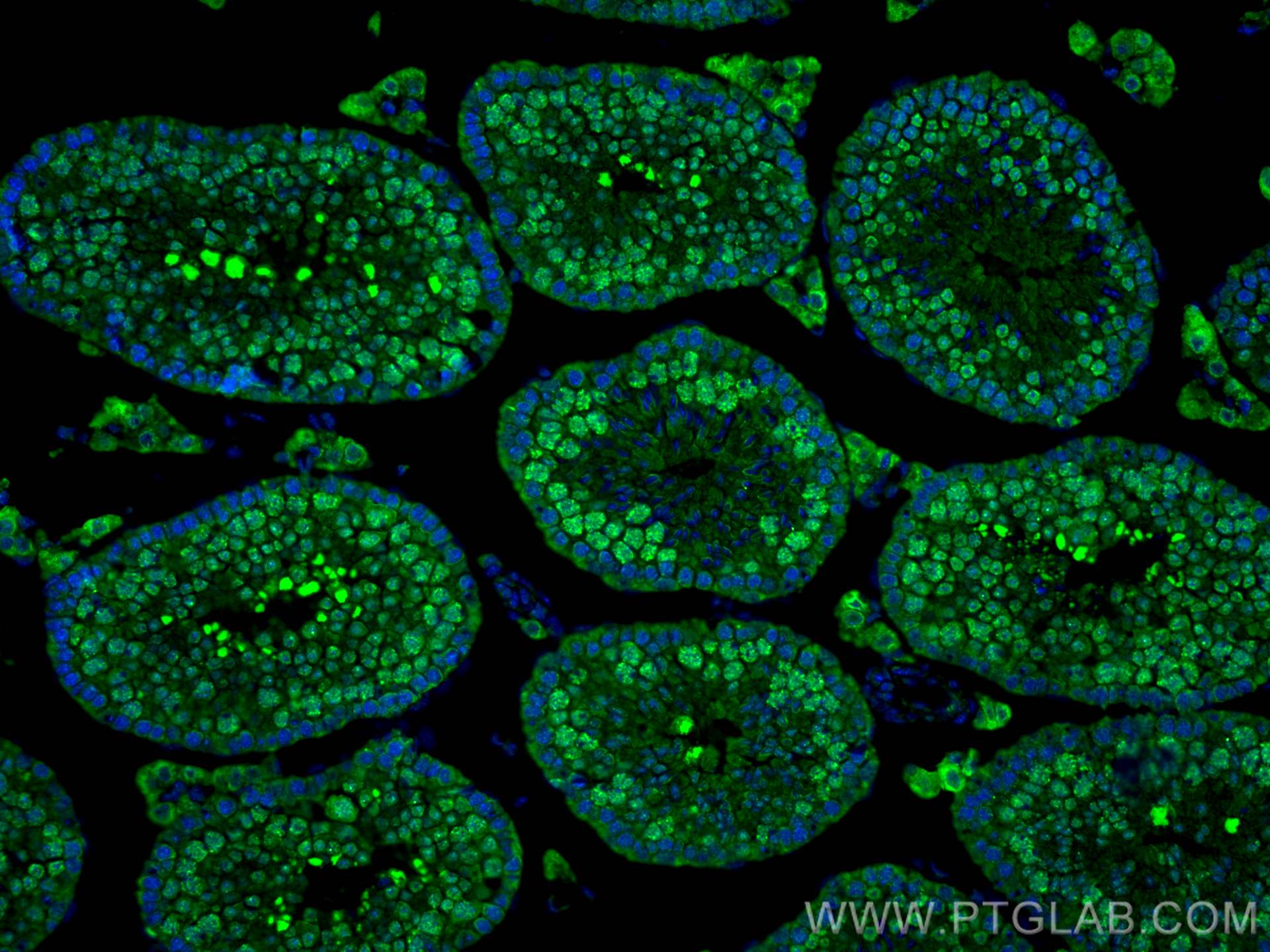 Immunofluorescence (IF) / fluorescent staining of mouse testis tissue using Nesprin 3 Monoclonal antibody (68420-1-Ig)