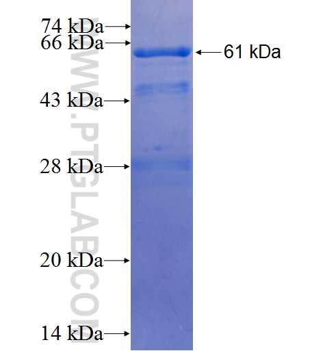 C14orf49 fusion protein Ag26002 SDS-PAGE