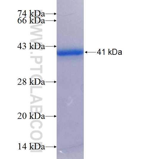 C14orf49 fusion protein Ag26012 SDS-PAGE