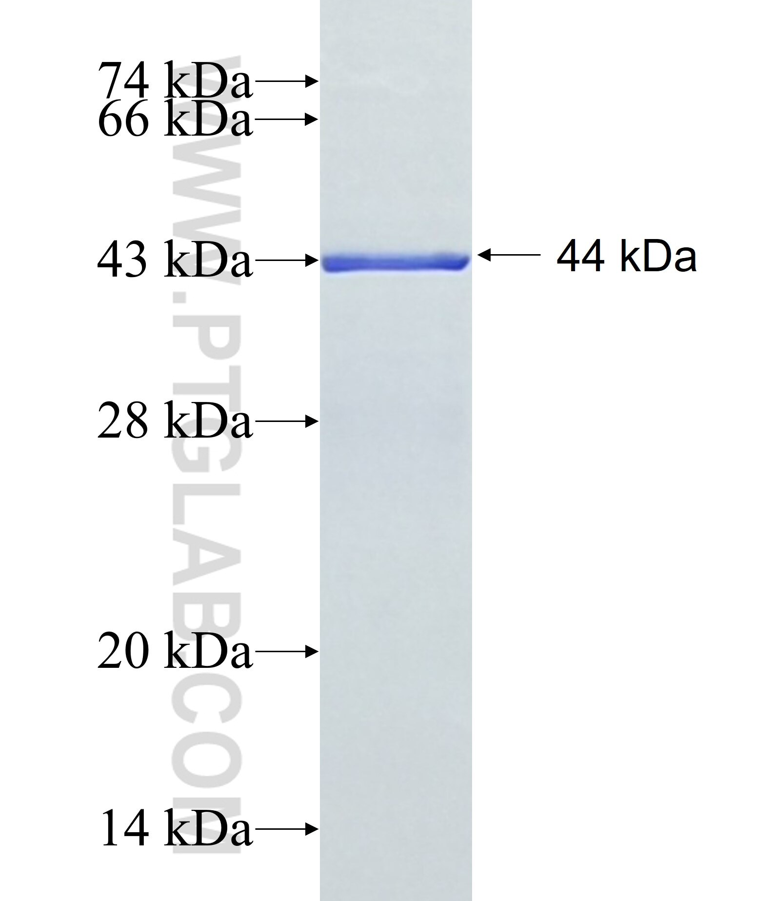 C14orf50 fusion protein Ag28076 SDS-PAGE