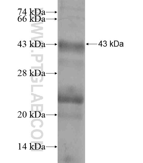 C14orf50 fusion protein Ag19372 SDS-PAGE