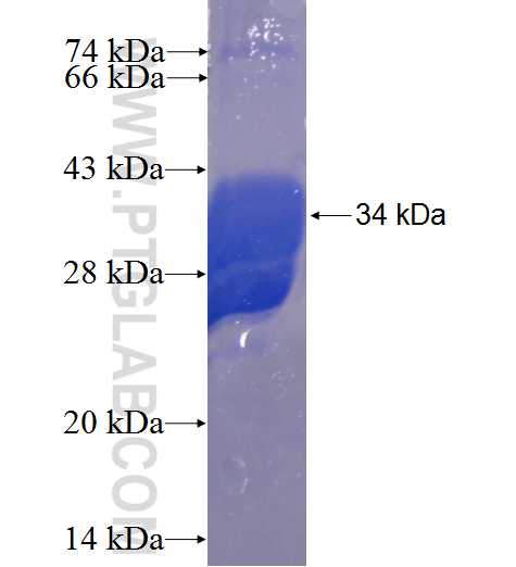 C14orf68 fusion protein Ag23376 SDS-PAGE