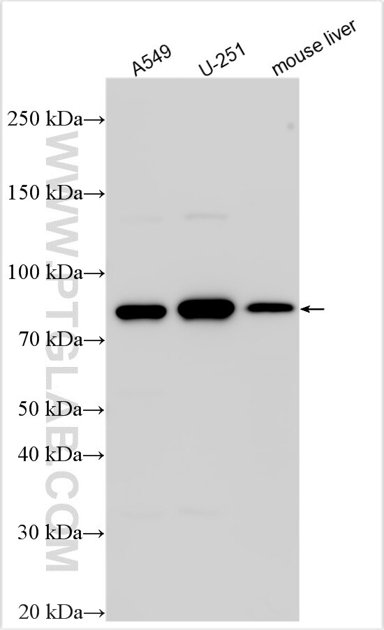WB analysis using 32933-1-AP (same clone as 32933-1-PBS) Western Blot (WB) analysis of various lysates using C14orf73 Polyclonal antibody (32933-1-AP)