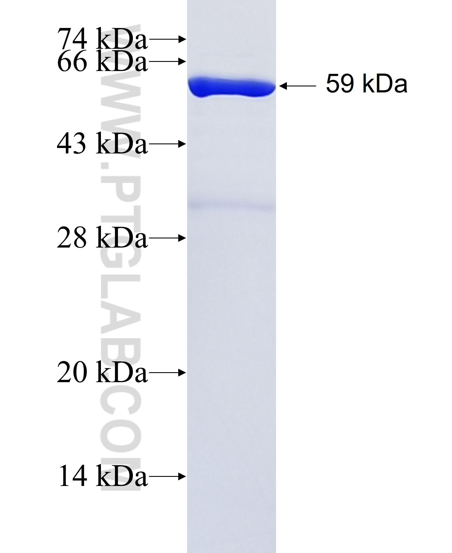 C14orf73 fusion protein Ag35995 SDS-PAGE