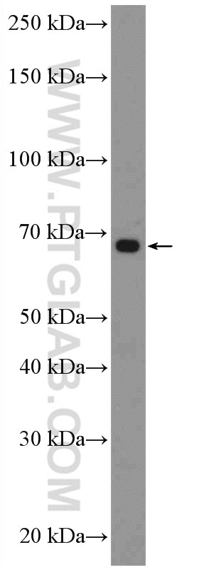 Western Blot (WB) analysis of MCF-7 cells using C14orf93 Polyclonal antibody (26395-1-AP)